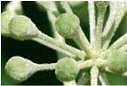 Alpinamed