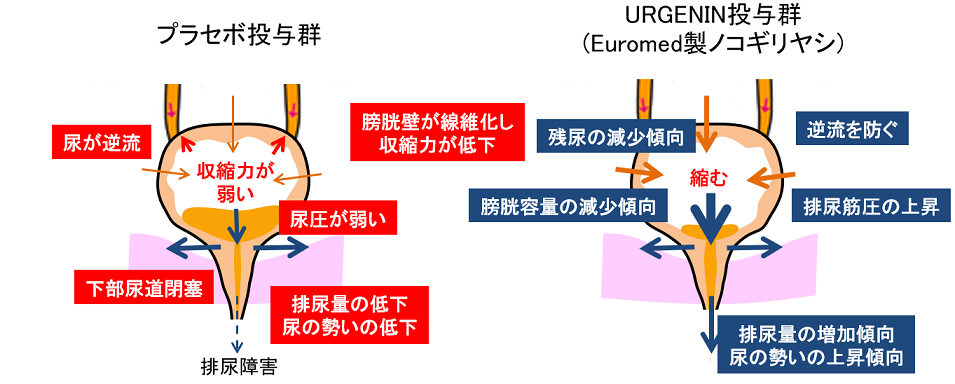 Euromed ノコギリヤシ 効果