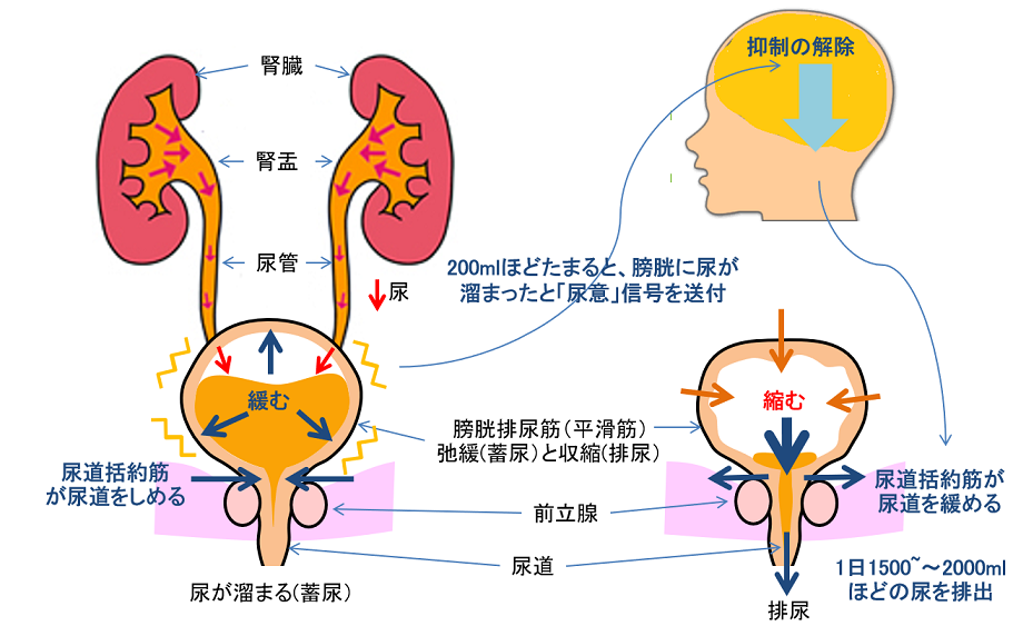 Euromed ノコギリヤシ 効果