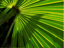 saw palmetto